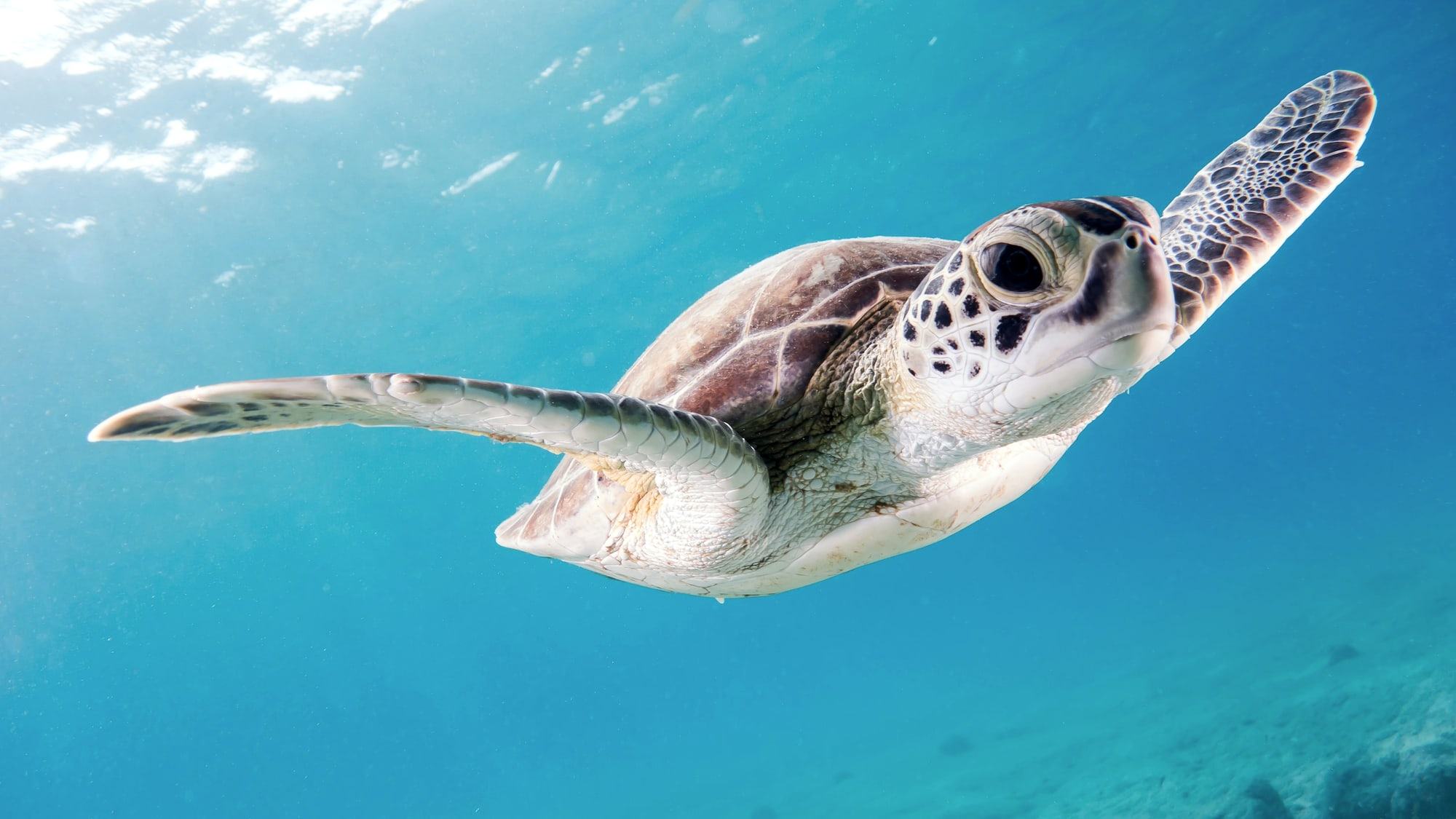Une tortue verte nageant dans une eau claire